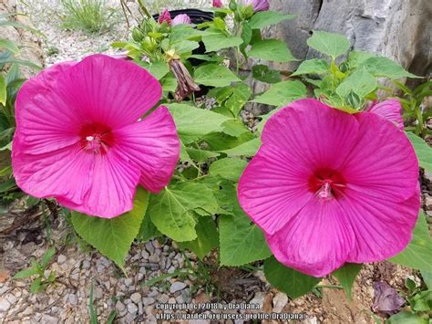 Photo Of The Entire Plant Of Hybrid Hardy Hibiscus Hibiscus Luna Rose