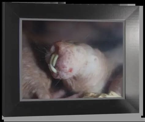 Framed Print Of Naked Mole Rat Underground Digs With Its Incisor