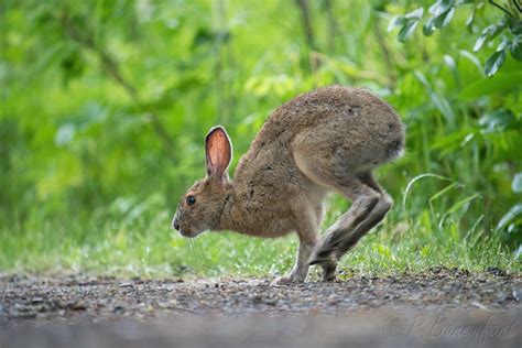 Snowshoe hare Lièvre d Amérique 600mm F 6 3 1 400 ISO 4 Flickr