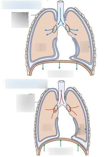 Bio - Inhalation & Exhalation Diagram | Quizlet