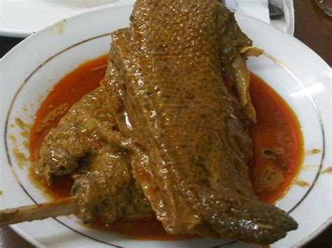 itik muscovy itik nila itik serati itik daging aman bk