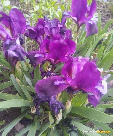 Отзыв про Цветок Ирис низкорослый: "Эти нежные и милые ирисы" | Дата ...