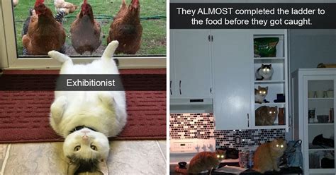 20 Hilarious Photos Of Cats That Will Make You Laugh Way More Than You