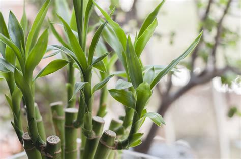 25 Types of Dracaena Plants You Should Know