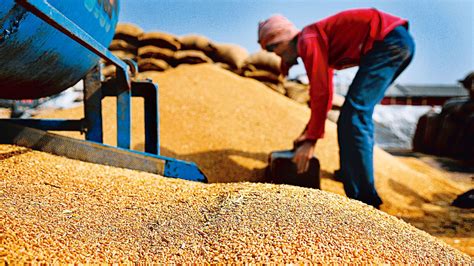 Government Aims For 114 MT Wheat Output By 2023 24 Inventiva