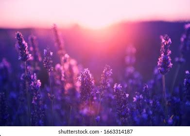 33,316 Lavender Sunset Provence Images, Stock Photos & Vectors ...