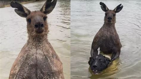 V Deo Homem Troca Socos Canguru Para Salvar Cachorro Dcmais