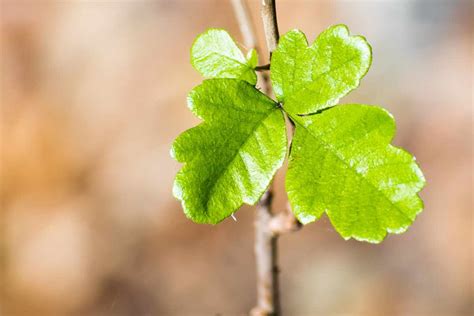 Identifying Poison Ivy Oak And Sumac