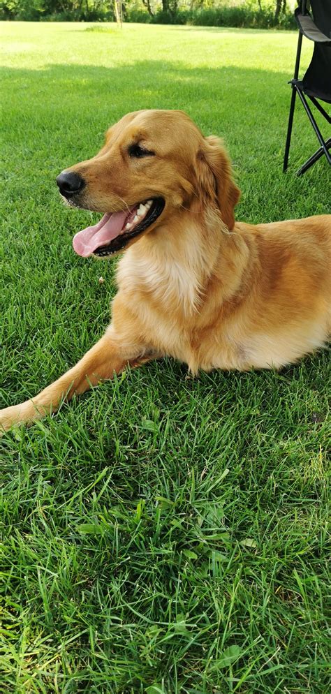 pet care tips   legged dogs ontario spca  humane society