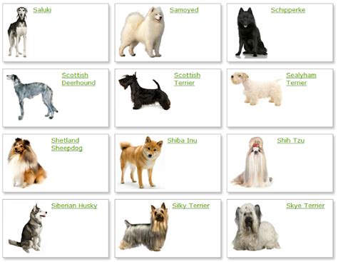 All List Of Different Dogs Breeds Dog Breeds List With Picture