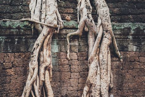 Ancient Tree Pictures | Download Free Images on Unsplash