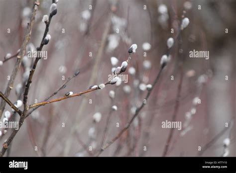 Pussy Willow Salix Discolor Catkins Budding In Late Winter Along A Roadside Ditch In South