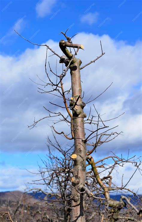 Premium Photo | Pruned apple tree