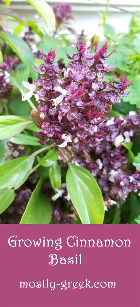 Cinnamon Basil (Ocimum basilicum ‘Cinnamon’) | Basil plant, Cinnamon basil, Growing basil