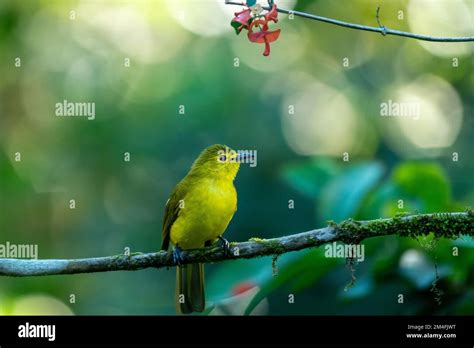 Yellow Browed Bulbul Stock Photo Alamy