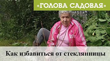 Как избавиться от Стеклянницы на смородине? Ответов на вопрос: 25