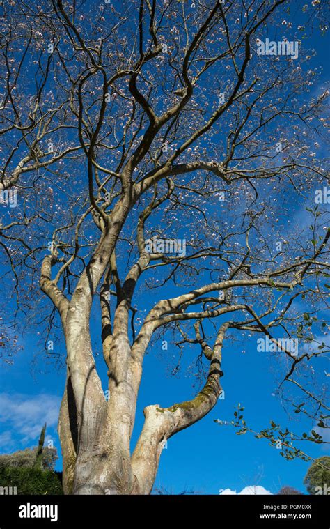 Mature Magnolia X Veitchii Peter Veitch Against A Blue Spring Sky