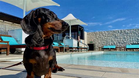 The Ten Best Dog Friendly Hotels In Sydney For 2023