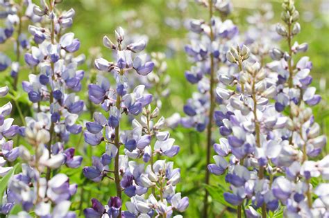 Lupinus Perennis Keystone Wildflowers