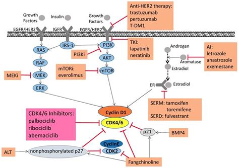 Cyclin Dependent Kinases 4 6 Inhibitors In Breast Cancer Current