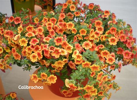 Add Trailing Plants To Containers Plants Gardening Blooming Secrets