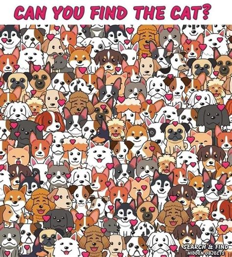 Find The Cat
