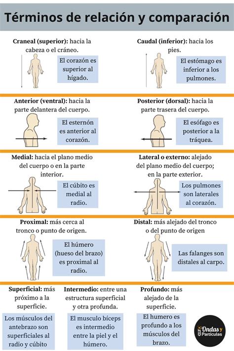 Aqu Te Explicaremos La Terminolog A Anat Mica De Los Distintos