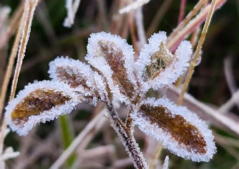 Amanhecer Geada E Temperaturas Negativas Nesta Segunda Feira