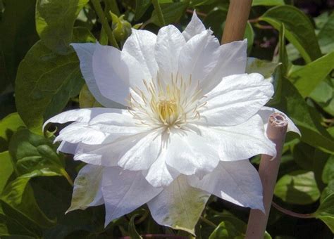 Clematis 'Duchess of Edinburgh' (Early Large-Flowered Clematis)