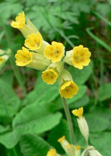 Free picture: cowslip, flower