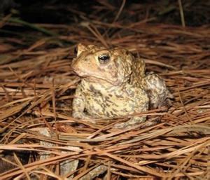 Houston Toad Featured Rachel Carson Council