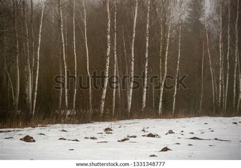 Naked Birch Trees Heavy Mist Countryside Stock Photo 1331348777 Shutterstock