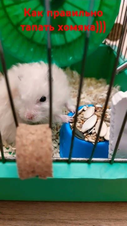 #хомяк, #прикол, #тапатьхомяка, #ржака, #тапать, #хомяквася, #хомяккоин ...