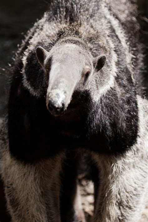 Giant Anteater Free Stock Photo Public Domain Pictures