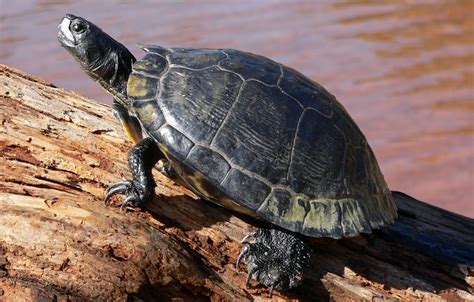 Hundreds Of Turtles Run Away From Georgia Farm : The Two-Way : NPR