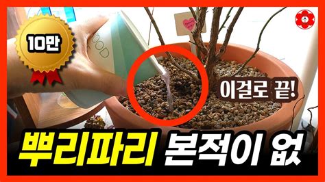 농약 과산화수소 아님 아무리 많아도 이것만 하면 싹 몇년 째 벌레를 못봤어요ㅣ뿌리파리 아무리 많아도 며칠만에 다잡는 찐