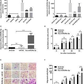 Hsa Mir A P Facilitated Proliferation And Migration Of Nb Cells