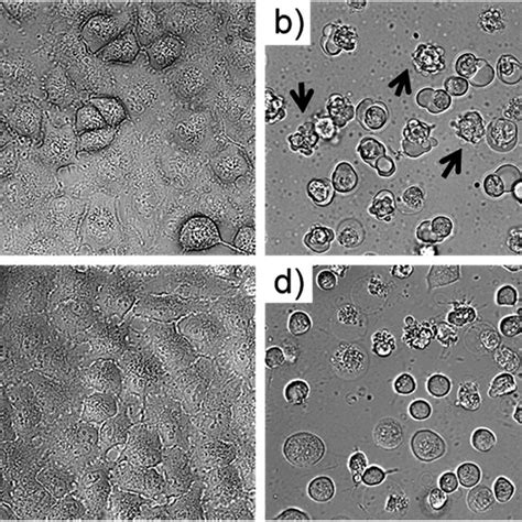 Bright Field Microscopy Images 40 Magnification Of A549 Cells