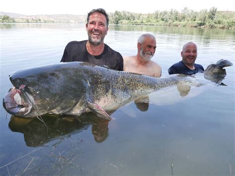 Welsfischen Am Ebro Im Juli 2022 Extreme Ebrofishing