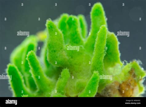 Freshwater Sponge Hi Res Stock Photography And Images Alamy