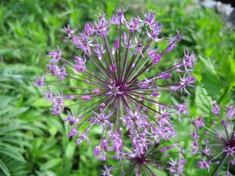 Декоративный лук (Allium) купить в blumgarden.ru