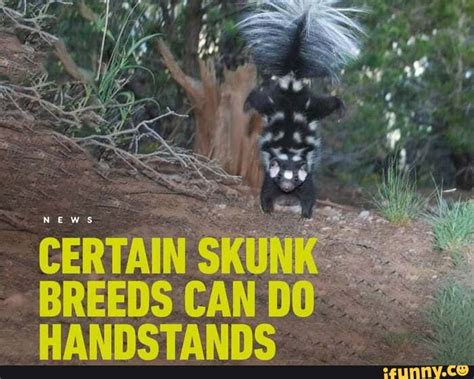 Western_spotted_skunk memes. Best Collection of funny Western_spotted_skunk pictures on iFunny