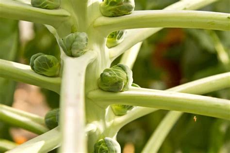 How To Plant And Grow Brussels Sprouts Harvest To Table