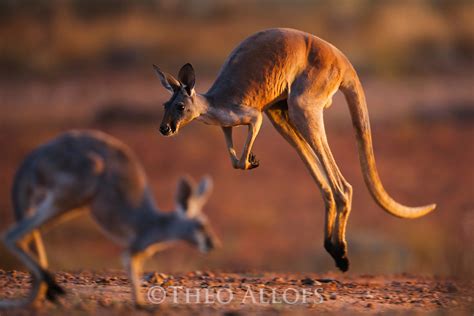 Red Kangaroos Hopping Theo Allofs Photography