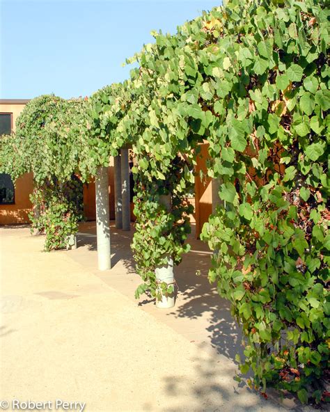 Vitis Californica ‘rogers Red Cnps El Dorado Chapter Plant Sale