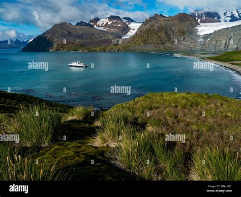 Stunning Views Over Gold Harbor South Georgia Island With A Large King