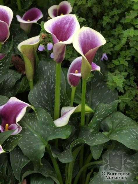 Zantedeschia