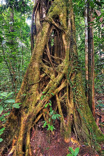 ficus strangler fig tree