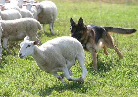 Protecting your livestock | Ulster Farmers Union