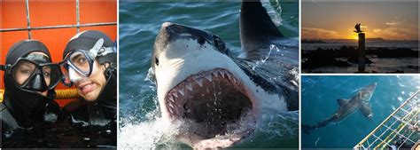 Volunteer On The Great White Shark Project | The Great Projects